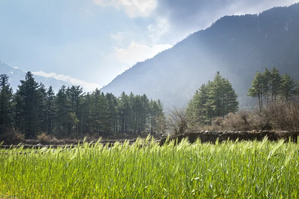 Zielone pola w górach Himalajach — Zdjęcie stockowe