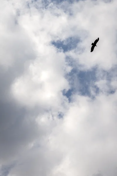 Eagle flying in a cloudy sky — Stock Photo, Image