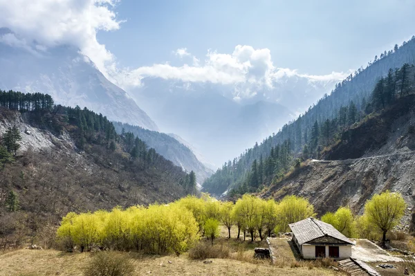 Visa gröna träd i Himalayas berg, nepal — Stockfoto