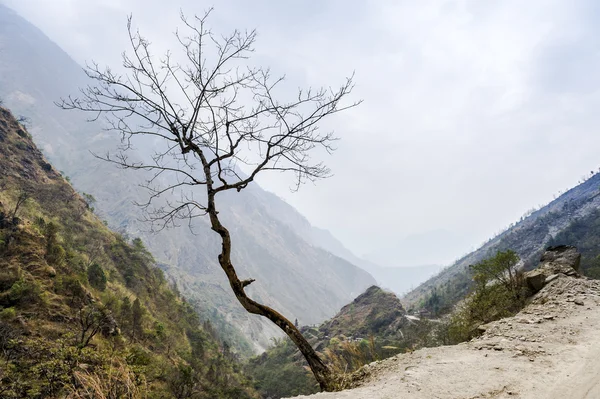 Samotne drzewo w górach Himalajach — Zdjęcie stockowe