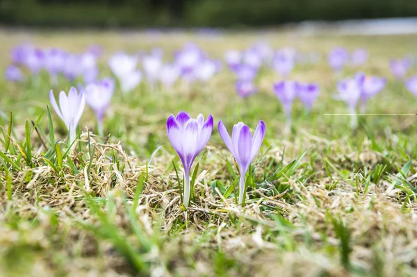 春の休日クロッカスの花 — ストック写真