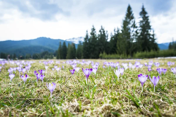 Spring crocuses in mountains — Stock Photo, Image