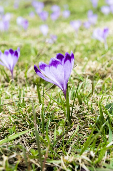 Crocus violets en croissance — Photo