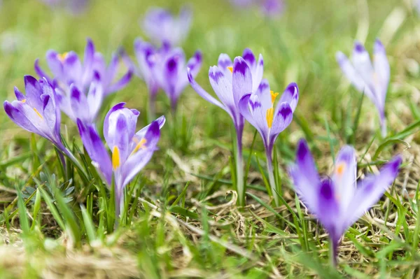 Spring crocuses on the grass — Stock Photo, Image