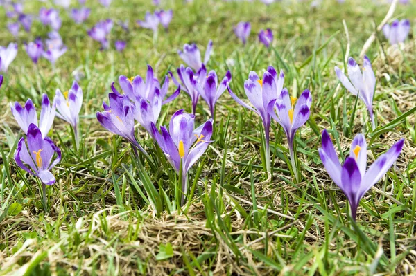 Krokus Frühlingsblumen — Stockfoto