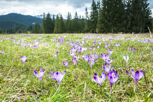 stock image Spring crocuses in the mountains