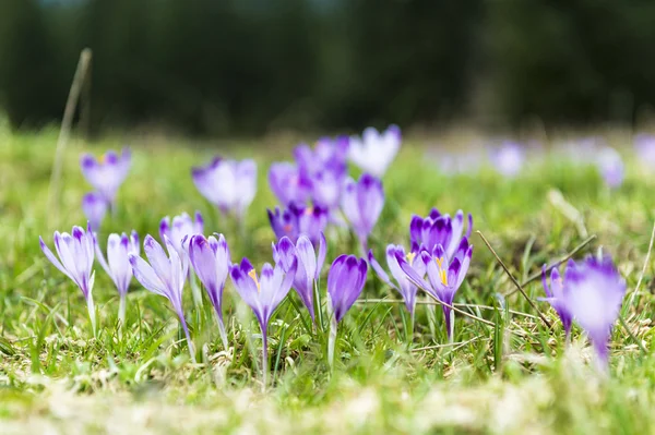 Crocos violetas na grama — Fotografia de Stock