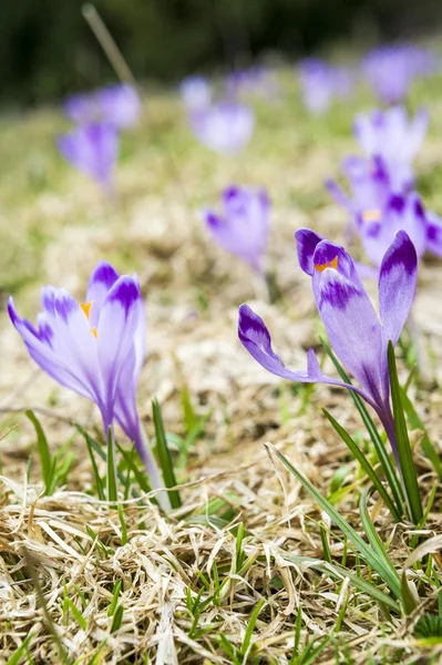 Close up of spring crocuses — Stock Photo, Image