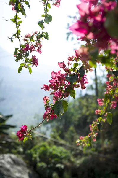 Bloeiende tak van bloemen — Stockfoto