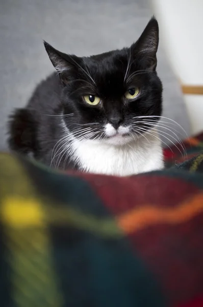 Black cat on armchair — Stock Photo, Image