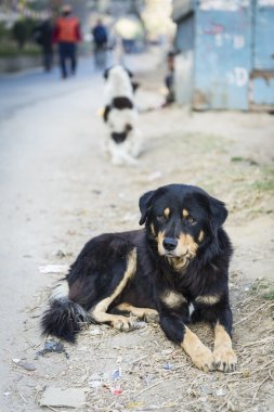 Sokaktaki köpek