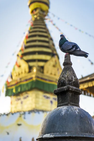 Gołąb w świątynię swayambhunath — Zdjęcie stockowe