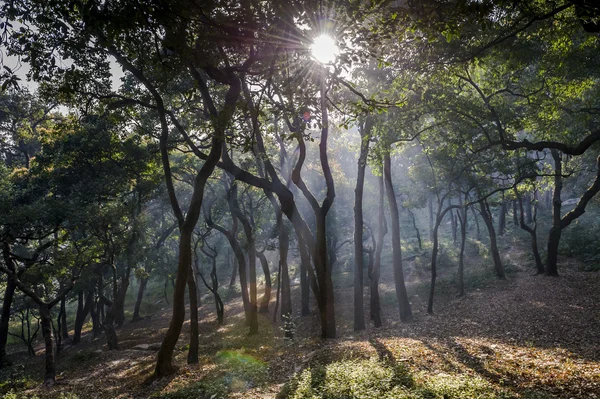 Mistige bos met de rijzende zon. — Stockfoto