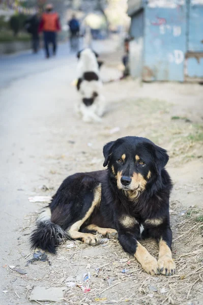 stock image Dog on the street