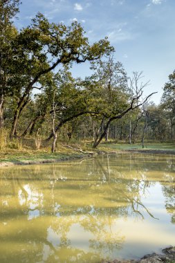 nepal orman (chitwan göle).