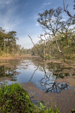 Deep forest in Nepal jungle (Chitwan). clipart