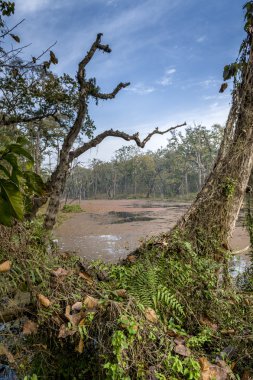 Royal Chitwan National Park, Nepal. clipart