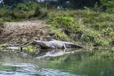 Timsah Nepal royal chitwan Milli Parkı içinde