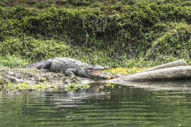 Timsah chitwan Milli Parkı, nepal