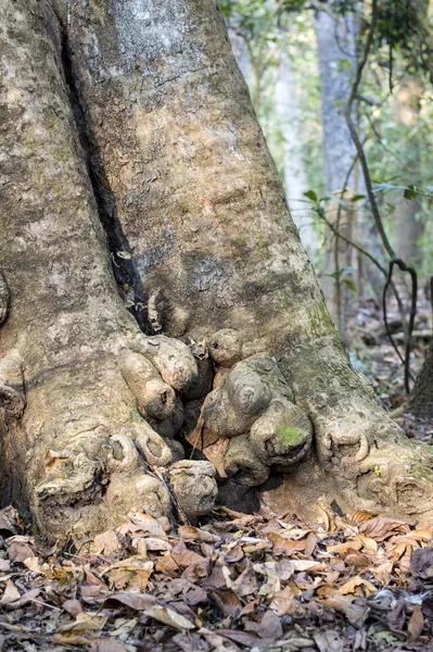 Árvore tropical no Parque Nacional Royal Chitwan — Fotografia de Stock