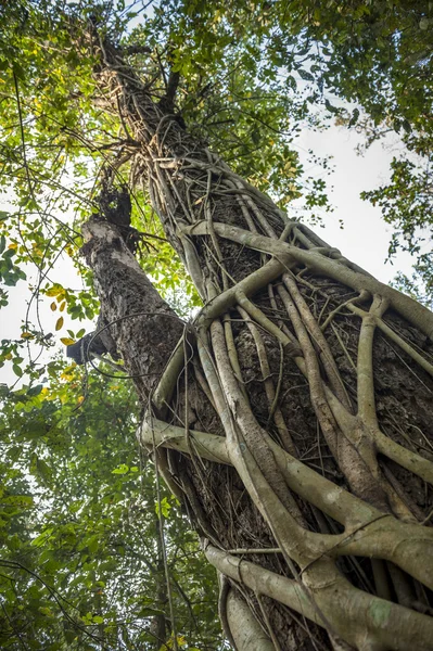 Drzewa tropikalnego Parku Narodowego chitwan w Nepalu. — Zdjęcie stockowe