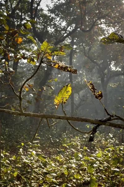 Dżungla w królewskiej chitwan national park — Zdjęcie stockowe