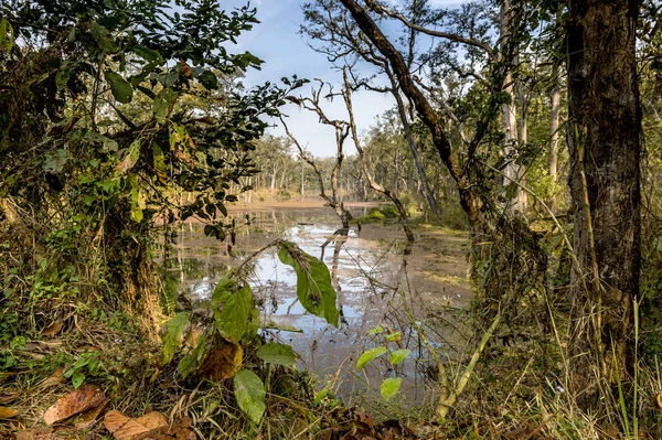 Hluboký Les v džungli Nepálu (chitwan). — Stock fotografie
