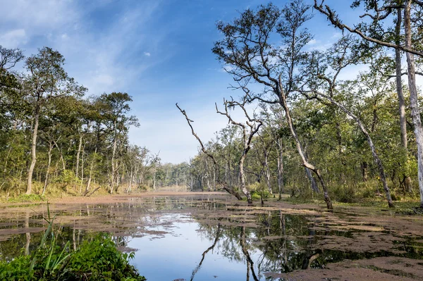 stock image Nepal jungle (Chitwan).