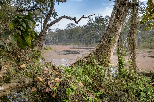 Parque Nacional de Chitwan no Nepal — Fotografia de Stock