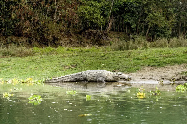 Crocodile dans le parc national Royal Chitwan, Népal — Photo