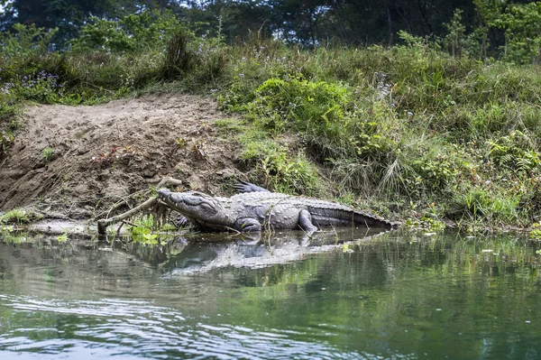 stock image Crocodile in Royal Chitwan National Park in Nepal