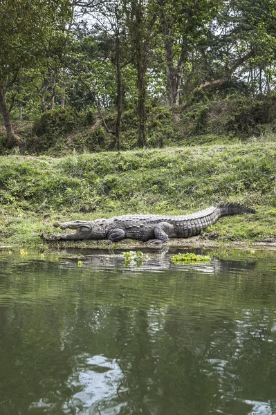Крокодил у національному парку Читван, Непал — стокове фото