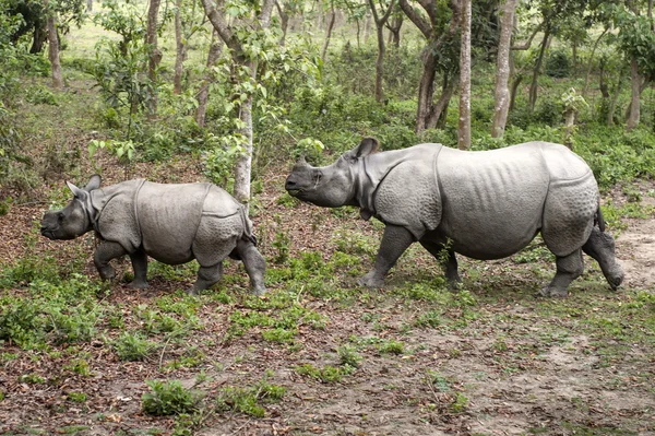 Divokými nosorožci v chitwan, Nepál — Stock fotografie