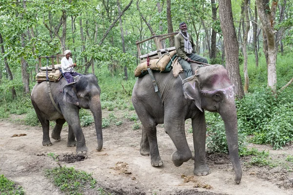 Sloni v džungli — Stock fotografie