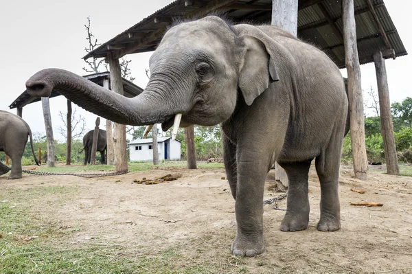 Pequeño elefante en la granja — Foto de Stock