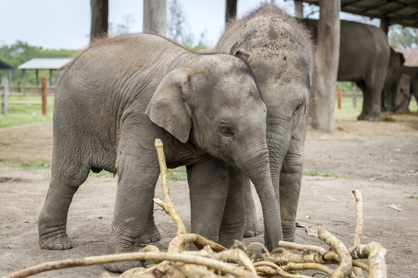 Pequeños elefantes están jugando — Foto de Stock