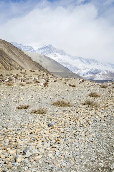 Треккинговая дорога в Гималаях — стоковое фото