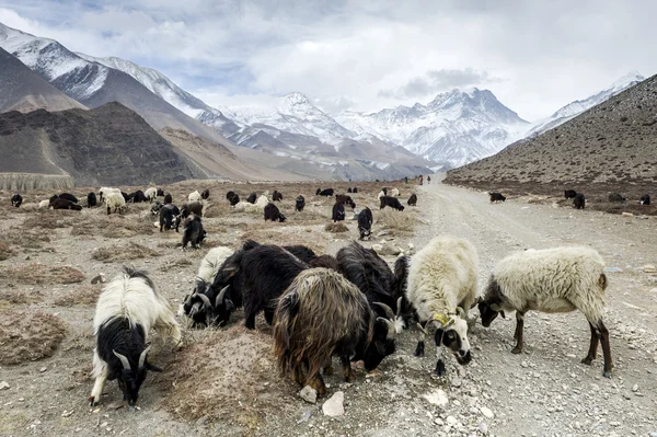 Овцы в Гималаях — стоковое фото