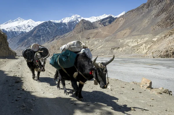 Караван в Гималаях — стоковое фото