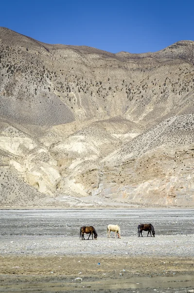 Horses in Himalaya mountains — Stock Photo, Image
