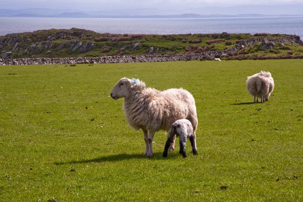 Islay schapen — Stockfoto