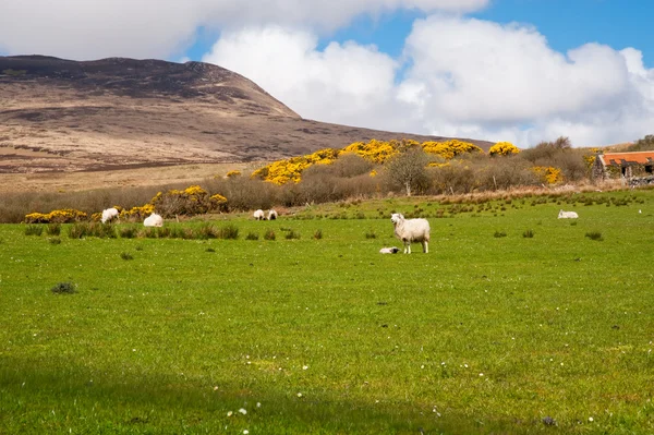 Islay sheep — Stock Photo, Image