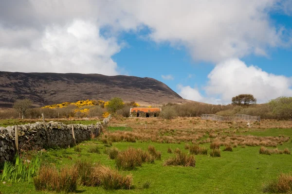 stock image Islay field