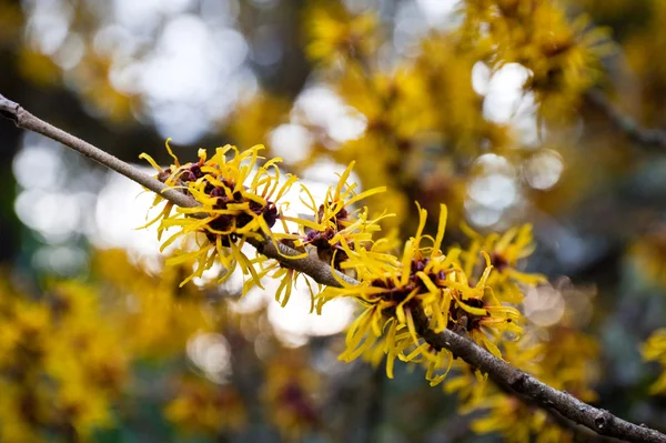 stock image Chinese witch hazel