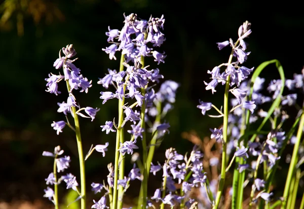 stock image Bluebells