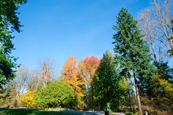Arboreto del parque de Washington — Foto de Stock