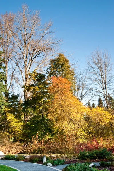 Arboreto del parco Washington — Foto Stock