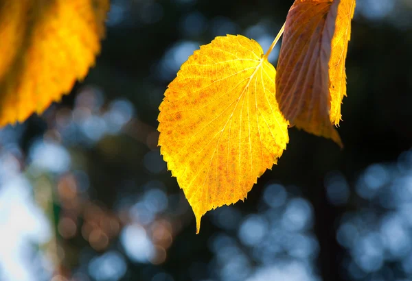 stock image Winter leaves