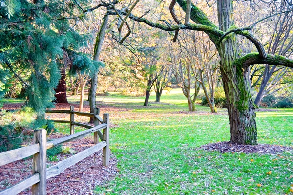 Arboreto del parco Washington — Foto Stock