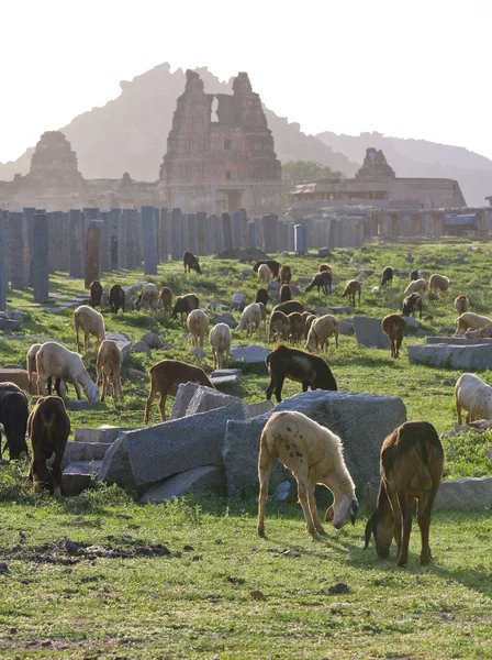 山羊在遗骸的南印度胜利城古老的首都 — 图库照片